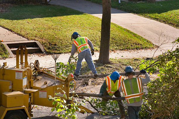 Best Tree Maintenance Programs  in Danville, IN