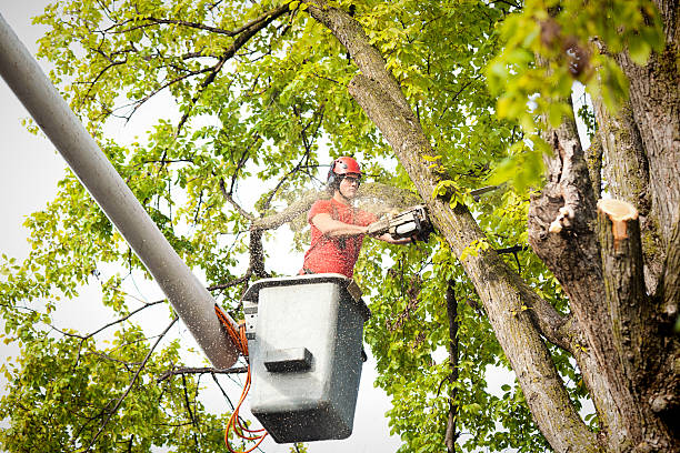 Best Palm Tree Trimming  in Danville, IN